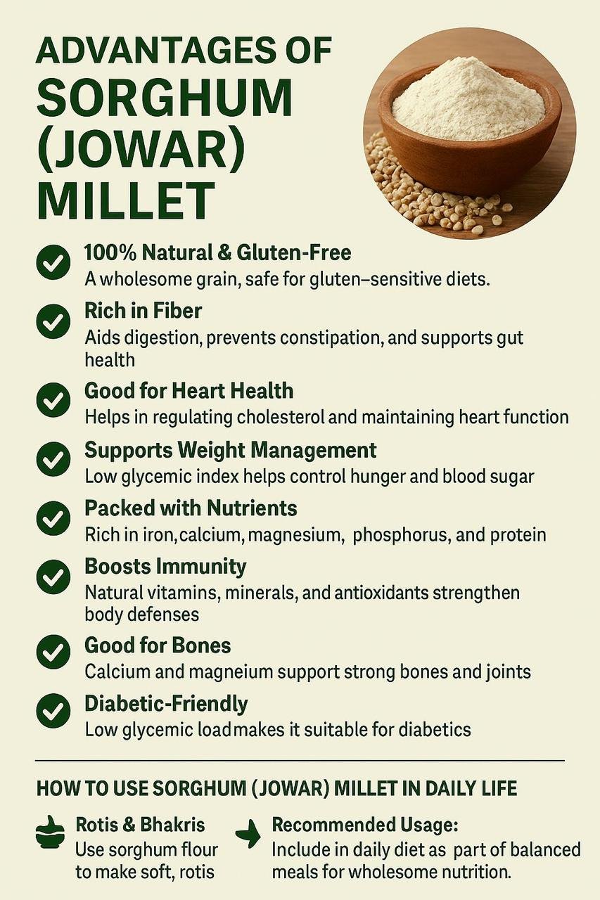 Sorgum (Jowar) Millet - Image 6