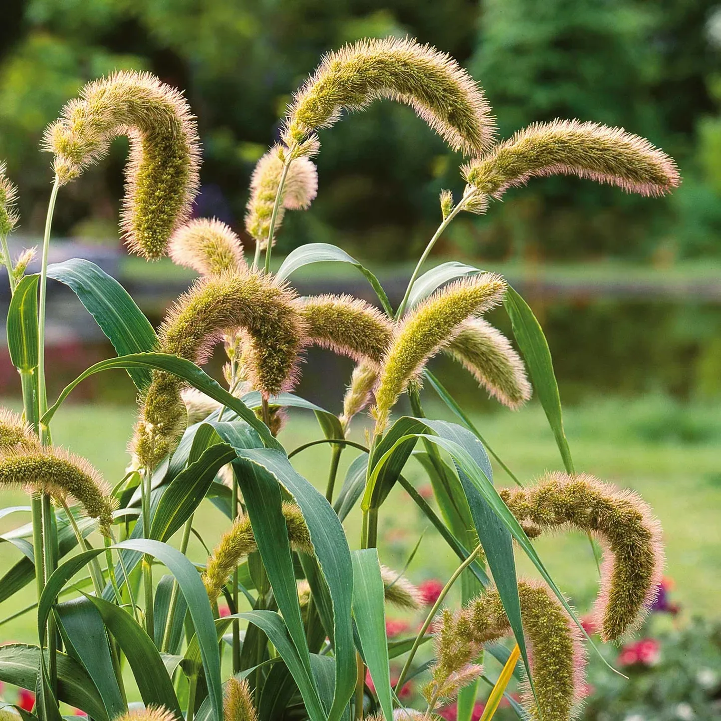 Foxtail Millet