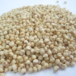 Sorghum (Jowar)